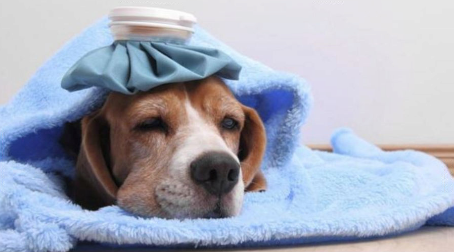 Khi chó mắc bệnh parvo hãy nhanh chóng đến trung tâm điều trị sớm nhất.