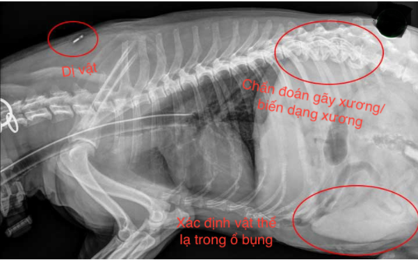 Chó bị gãy xương sườn: Nguyên nhân, dấu hiệu và cách điều trị hiệu quả